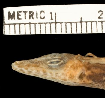 Media type: image;   Herpetology R-159997